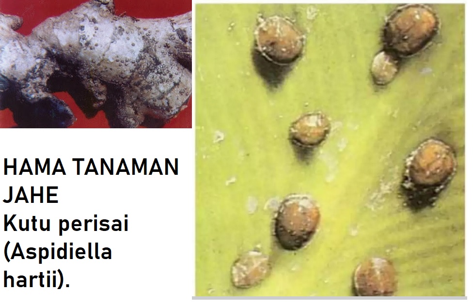 hama tanaman jahe : kutu perisai