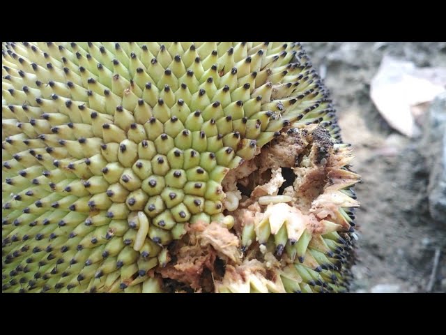 kerusakan nangka akibat lalat buah kerusakan nangka akibat lalat buah