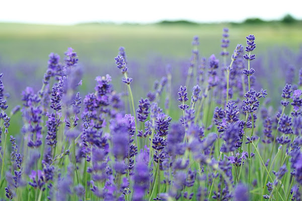 Manfaat Bunga Lavender