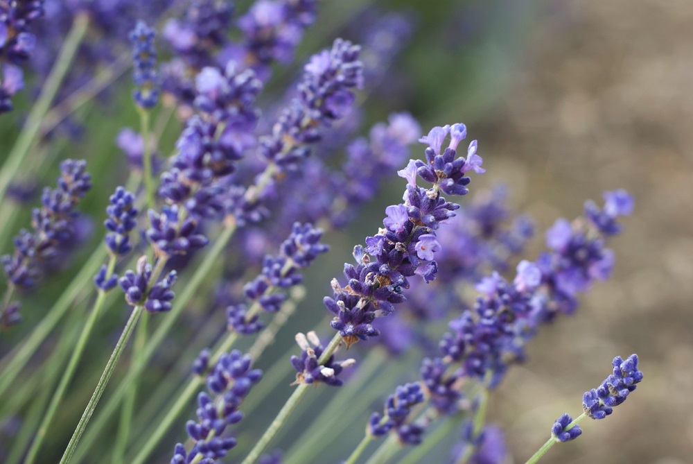 bunga lavender bunga lavender