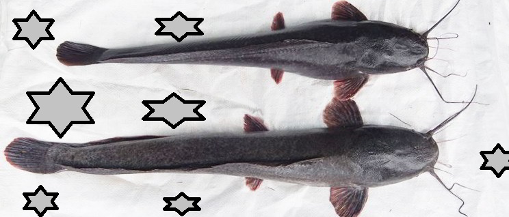 lele mutiara lele mutiara