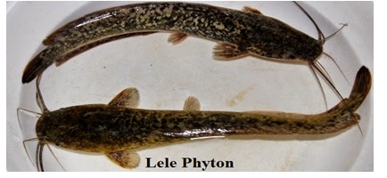 lele piton lele phyton