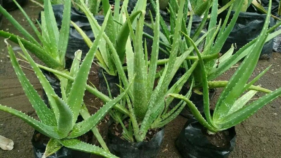 lidah buaya dalam polybag lidah buaya dalam polybag