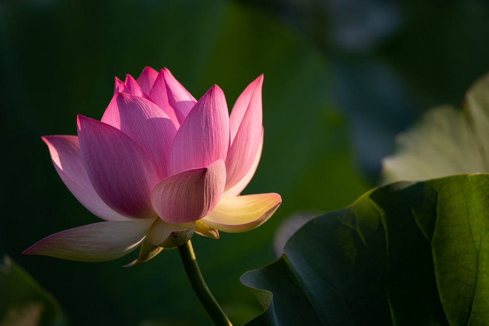 bunga-lotus bunga-lotus