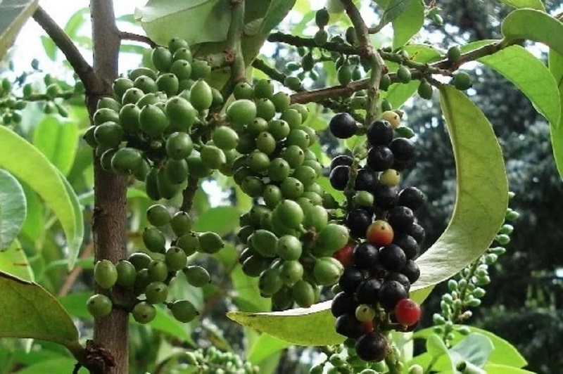 manfaat buah makasar manfaat buah makasar