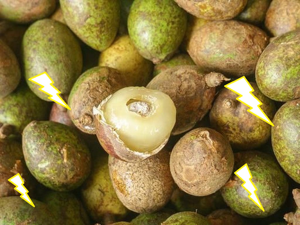 manfaat buah matoa manfaat buah matoa