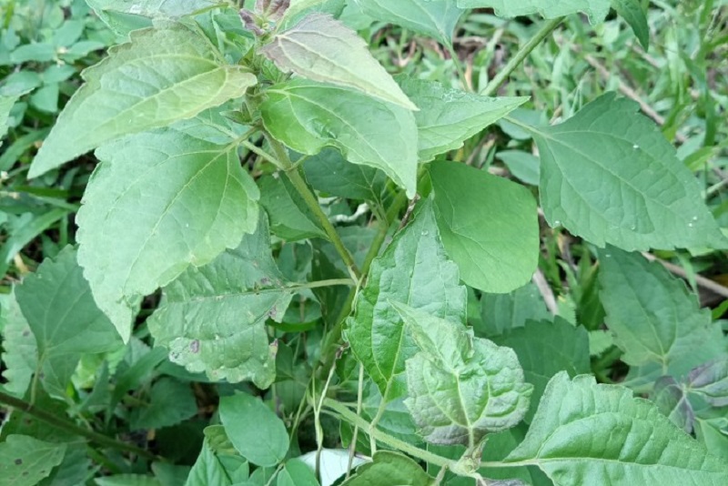 manfaat-daun-kopasanda