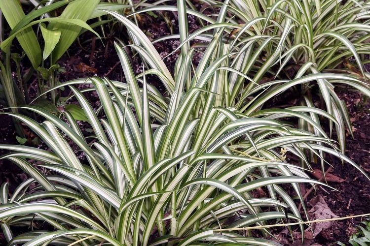 tanaman-hias-lili-paris tanaman-hias-lili-paris