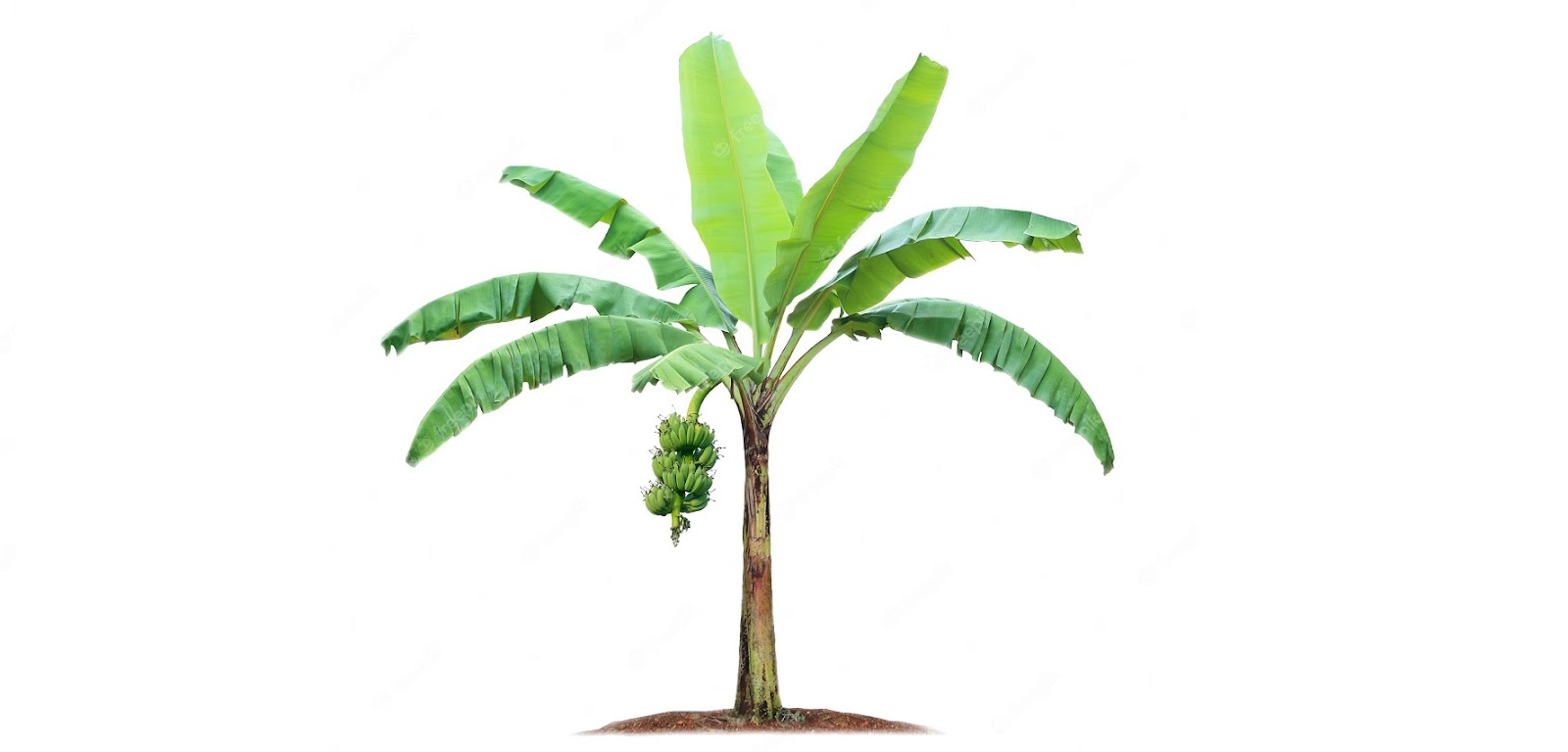 manfaat tanaman pisang manfaat tanaman pisang