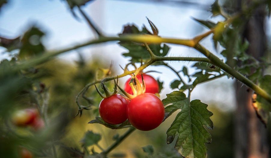 tomat mengandung vitamin tomat mengandung vitamin