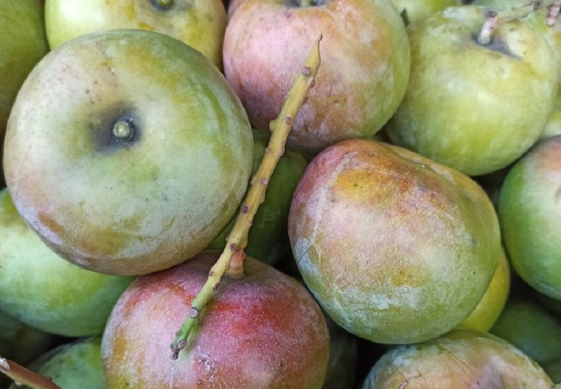 mangga apel