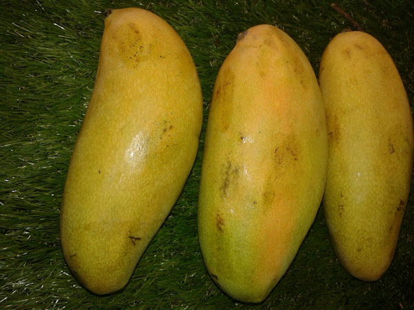 Mangga Golek