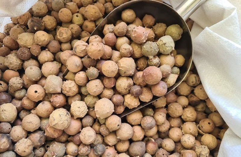 manfaat-buah-manjakani