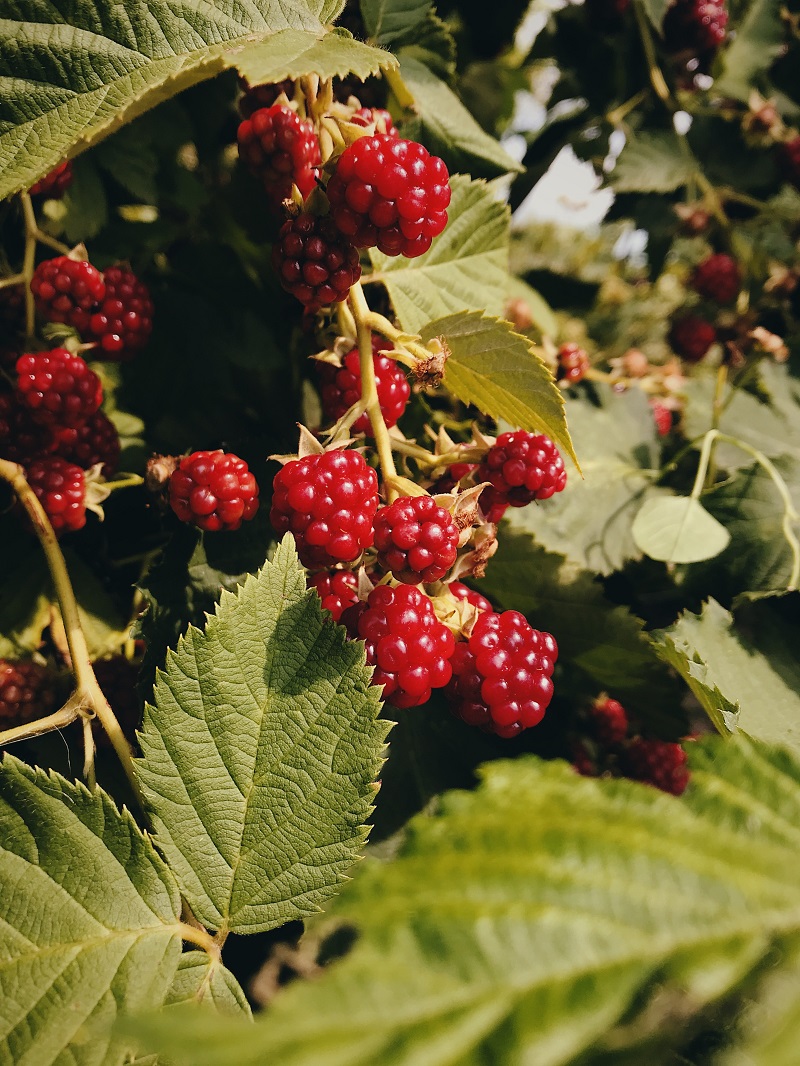 menanam buah raspberry