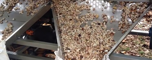 Mesin Pemecah Buah Kakao dan Pemisah Biji  Kakao (Pod Breaker) Rotary  -  300-400kg/jam - Gambar 4