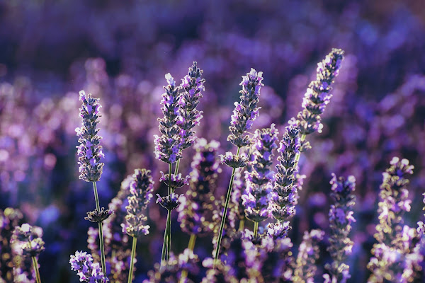 gambar Bunga Lavender