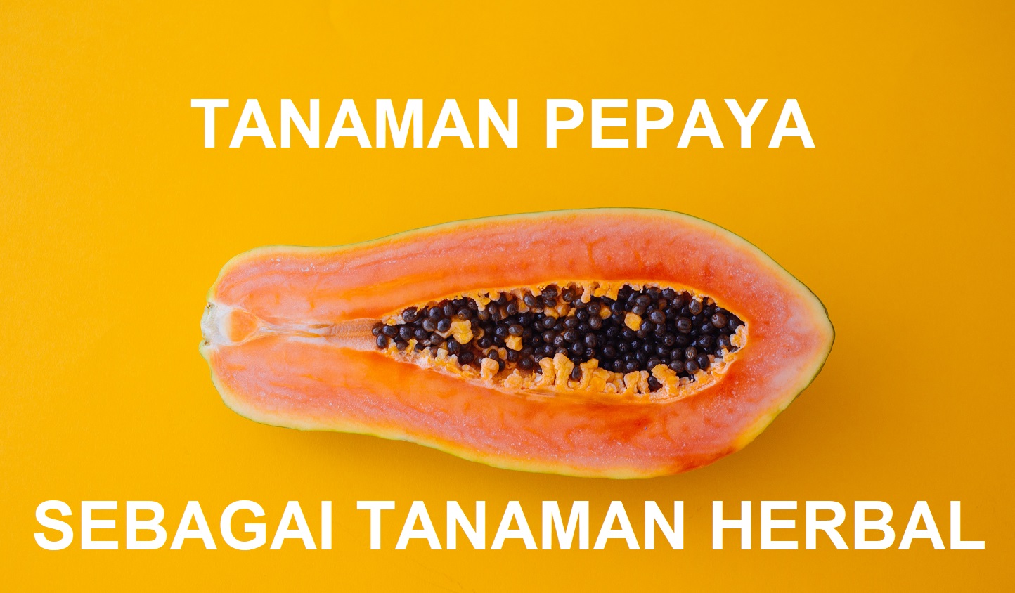 NAMA LATIN PEPAYA