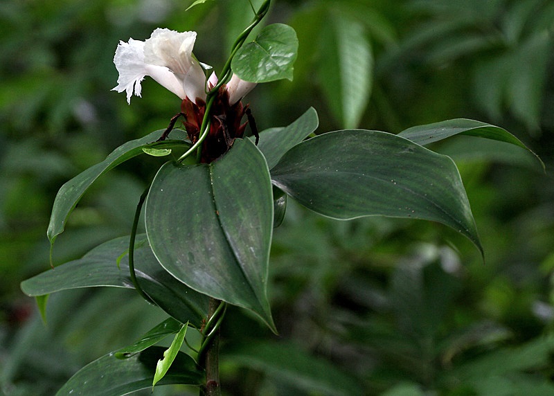 tanaman-pacing-pentul