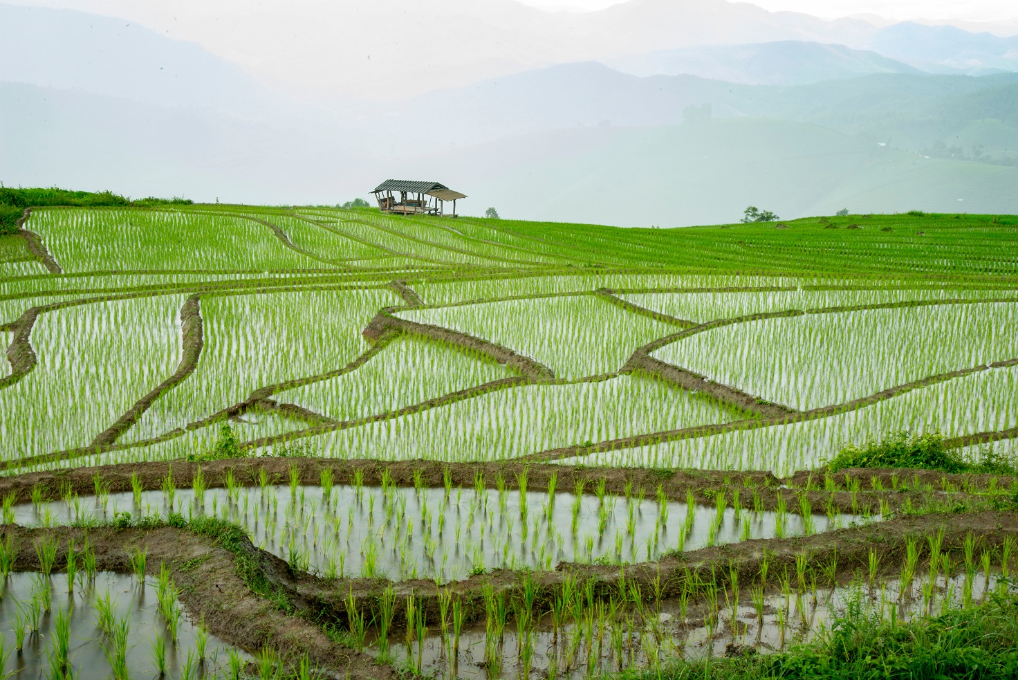 padi sawah
