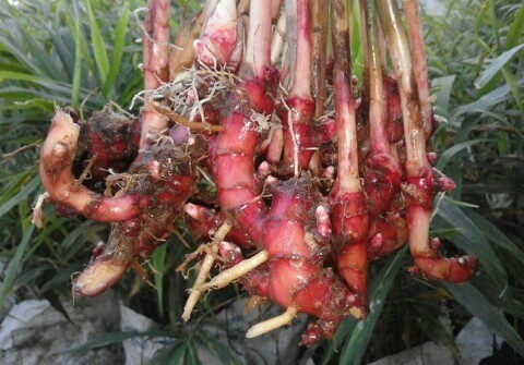 panen jahe merah