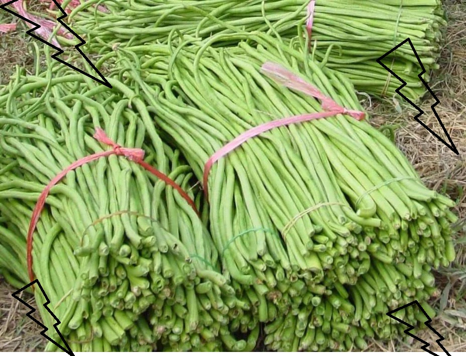 panen kacang panjang