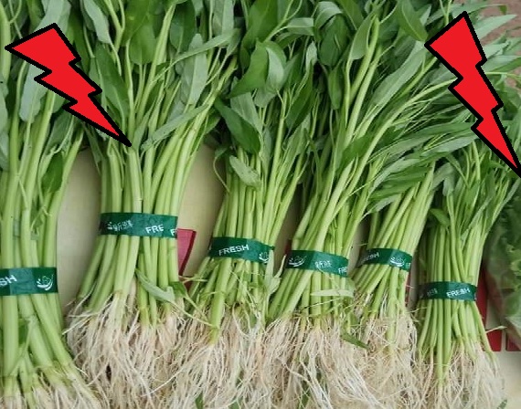 kangkung hidroponik kangkung hidroponik
