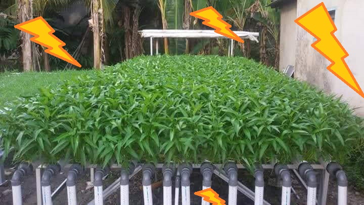 panen kangkung hidroponik panen kangkung hidroponik