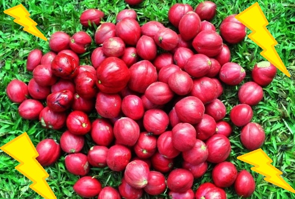 panen buah mahkota dewa panen buah mahkota dewa