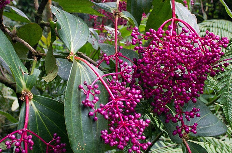 manfaat-buah-parijoto manfaat-buah-parijoto