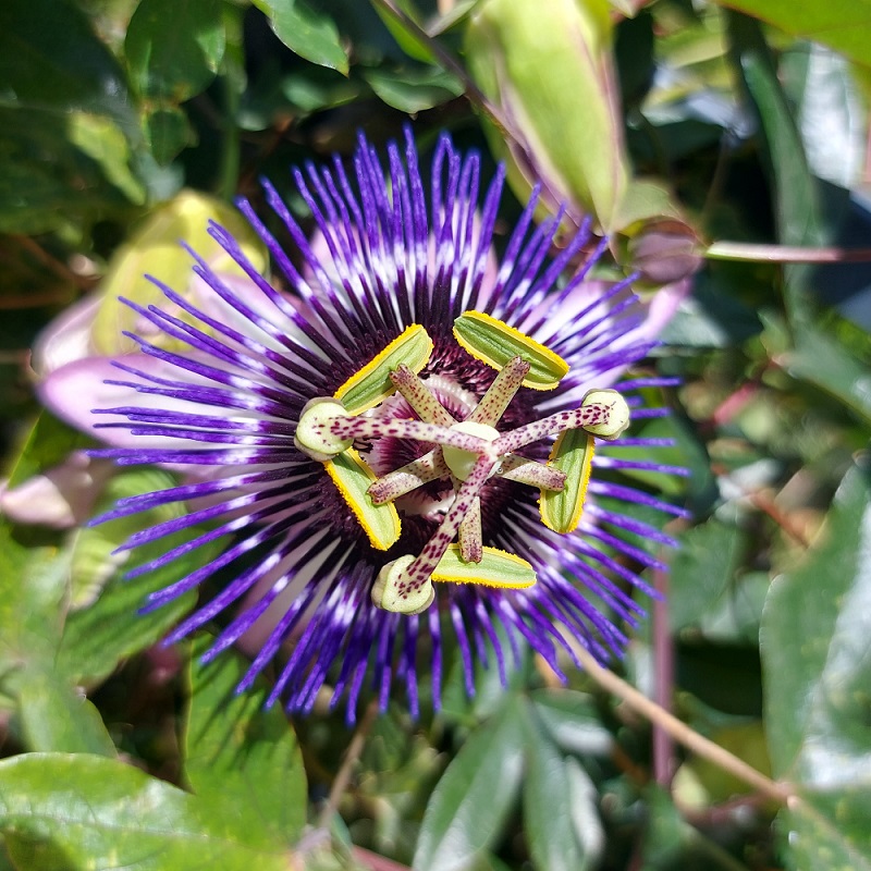 bunga passion flower