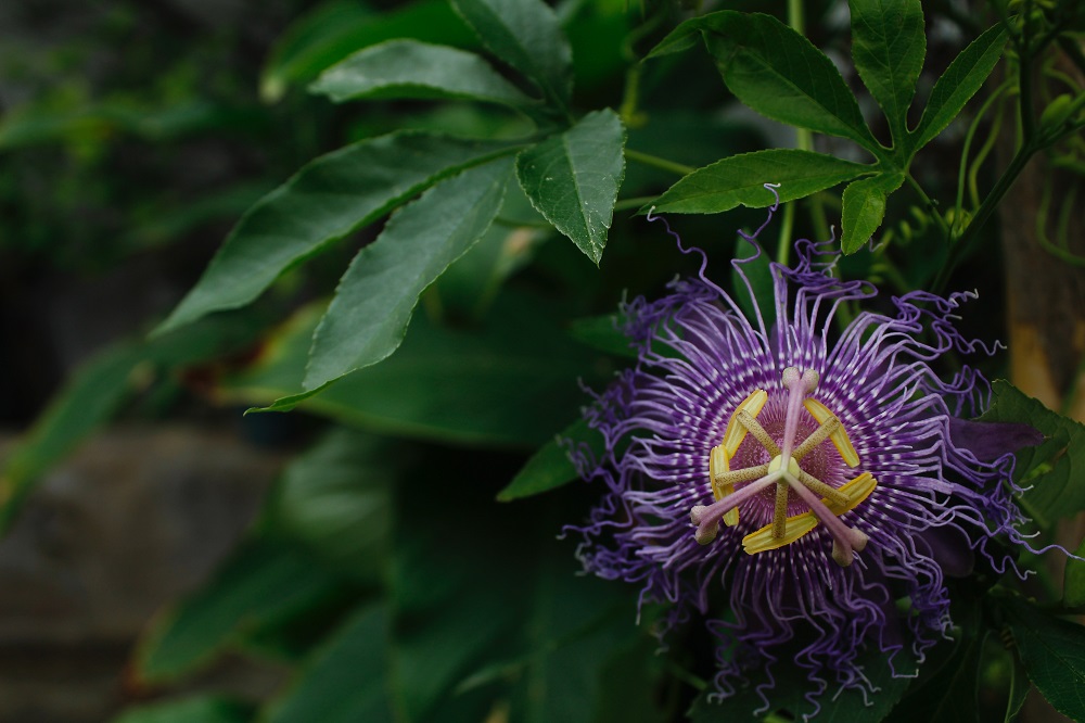 passion flower