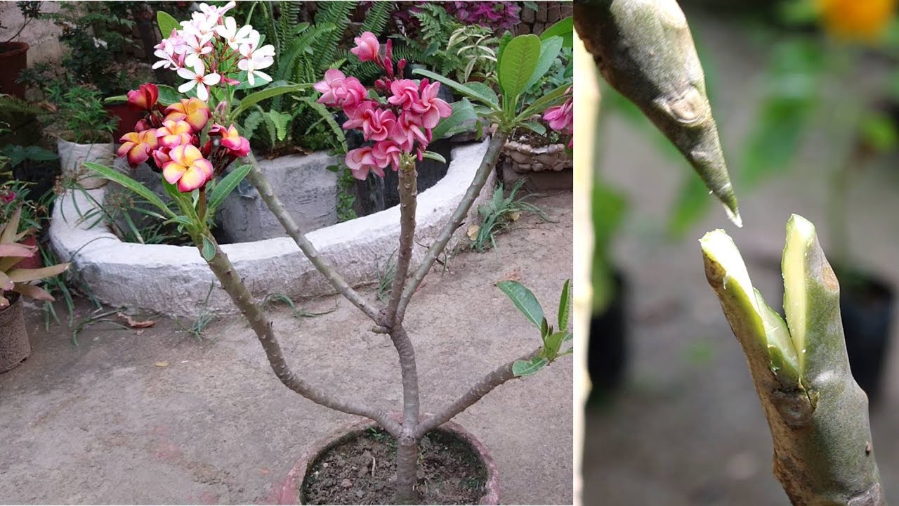 pembibitan tanaman kamboja pembibitan tanaman kamboja