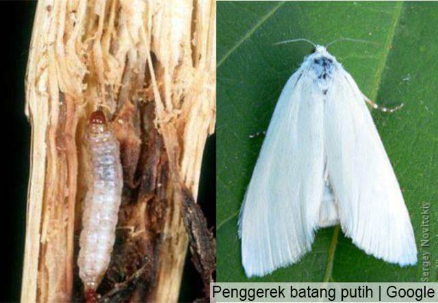 penggerek batang padi putih penggerek batang padi putih