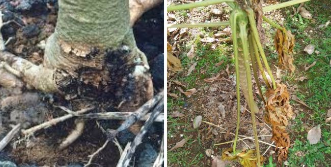 Penyakit tanaman pepaya : Busuk Akar dan Pangkal Batang Penyakit tanaman pepaya : Busuk Akar dan Pangkal Batang