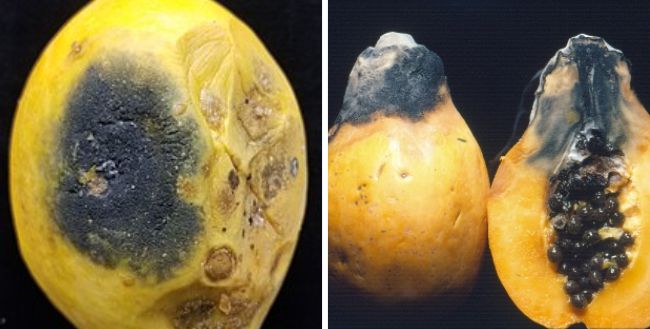 Penyakit busuk buah Rhizopus atau Busuk Hitam Penyakit busuk buah Rhizopus atau Busuk Hitam