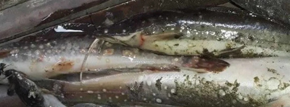 penyakit lele - darah coklat penyakit lele : darah coklat