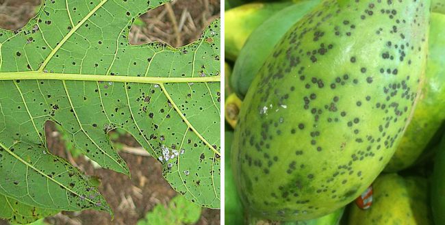 penyakit Bintik Hitam (Papaya Black Spot) penyakit Bintik Hitam (Papaya Black Spot)