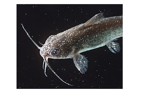 penyakit lele - bintik putih penyakit lele : bintik putih