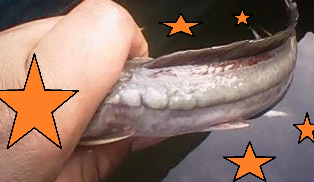 penyakit lele gatal penyakit lele : gatal