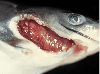 Penyakit Insang Proliferatif penyakit lele : Insang Proliferatif