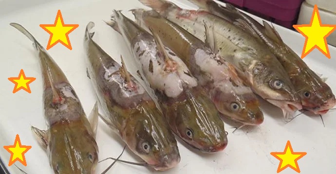 penyakit jamur air pada lele penyakit jamur air pada lele