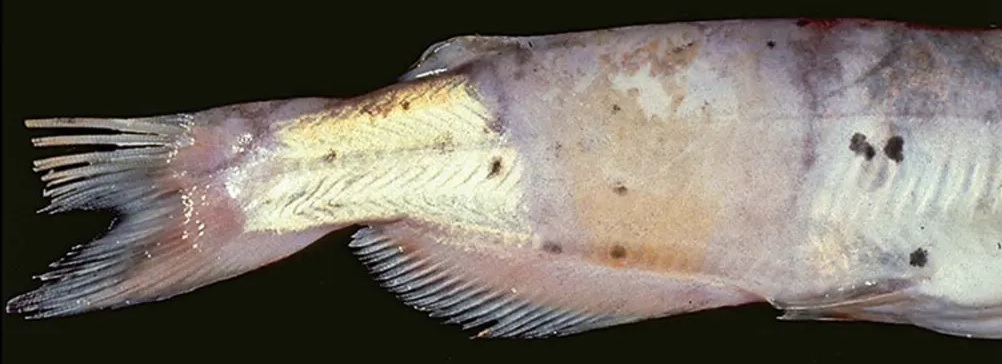 penyakit lele -  kolumnaris penyakit lele  : kolumnaris