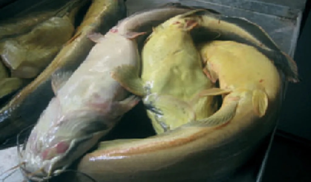 penyakit lele - jaundice penyakit lele : kuning