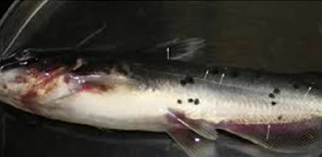 penyakit lele  menggantung penyakit lele  menggantung