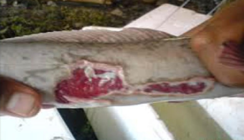 Serangan Bakteri Aeromonas hydrophila pada lele Serangan Bakteri Aeromonas hydrophila pada lele