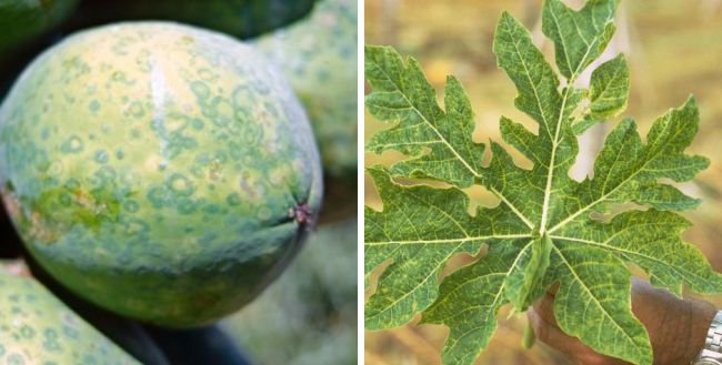 Penyakit Mosaik Pepaya Penyakit Mosaik Pepaya