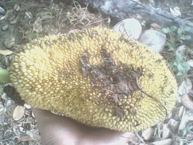 penyakit tanaman nangka penyakit buah nengka