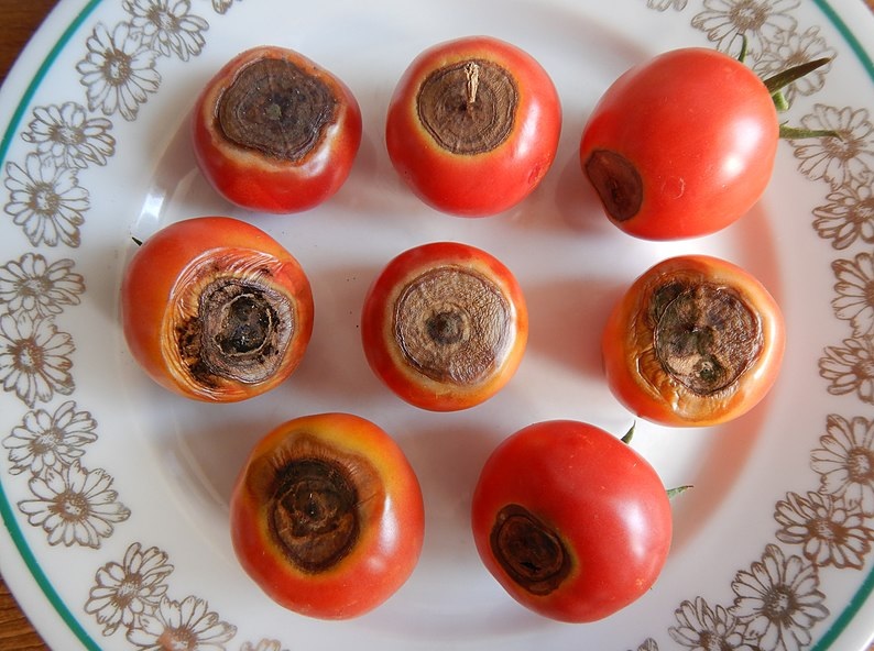 penyakit tomat karena Alternaria solani