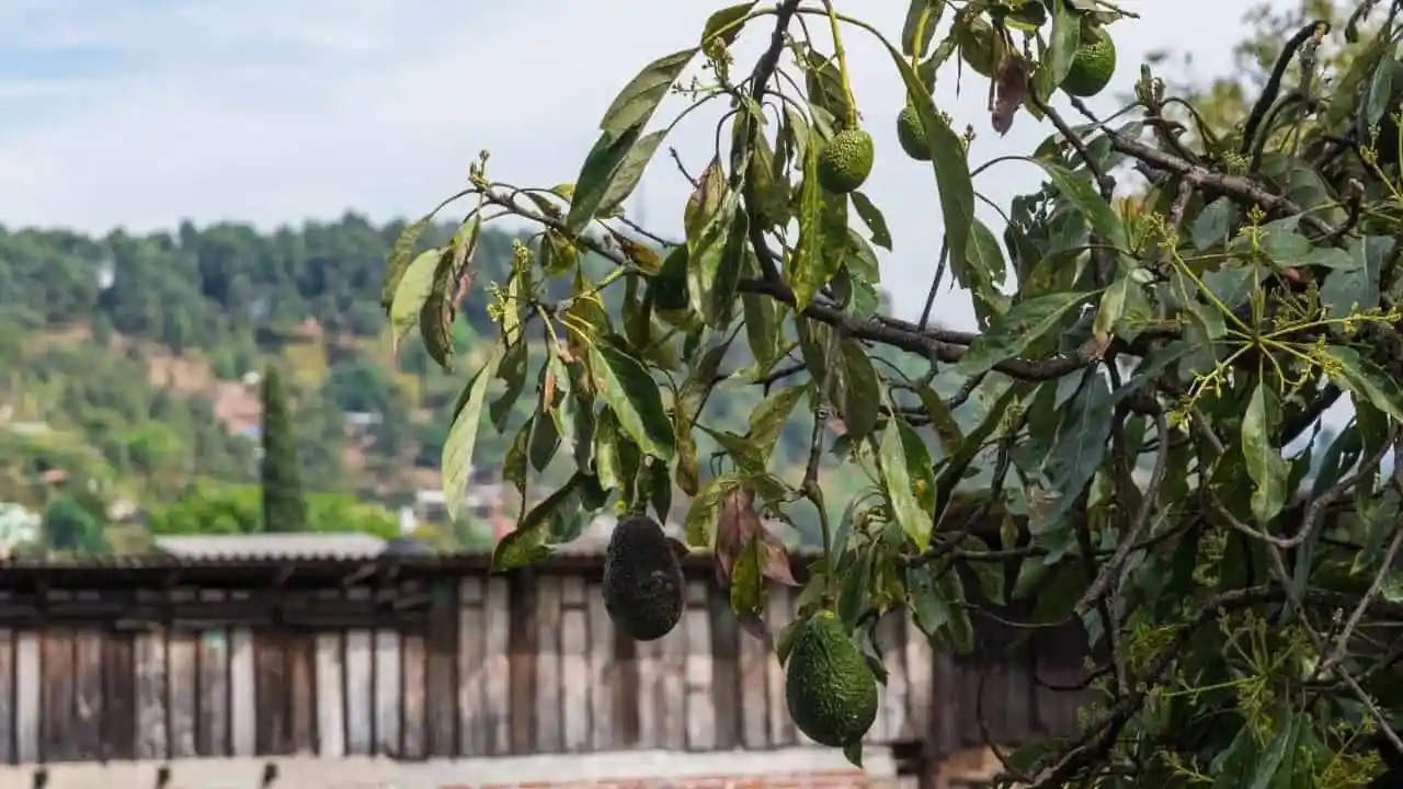 penyakit tanaman alpukat