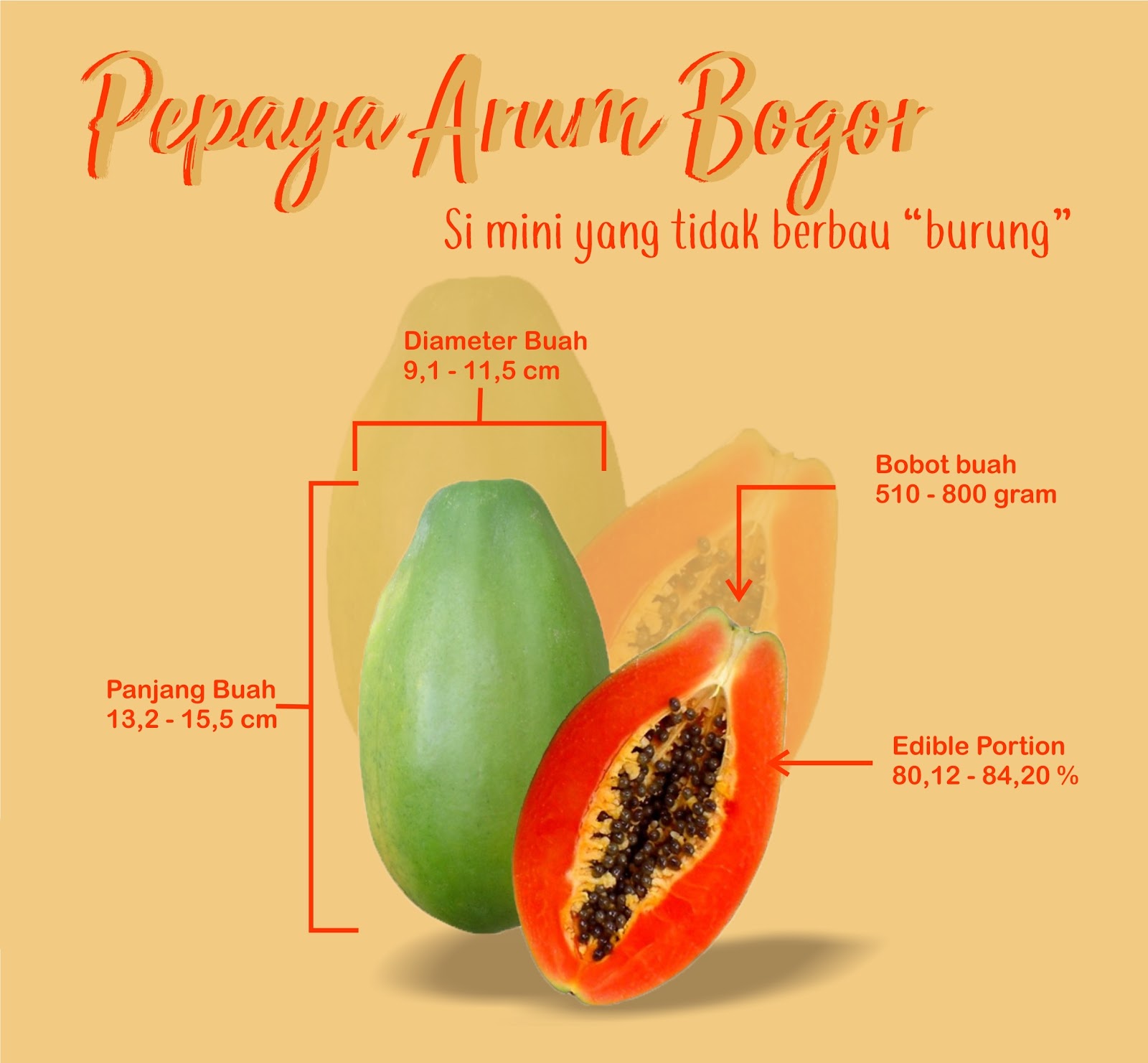 gambar pepaya jelek gambar pepaya arum bogor